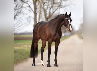 Cheval de sport allemand, Jument, 7 Ans, 168 cm, Bai