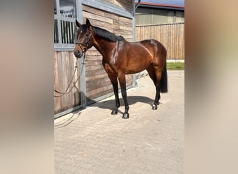 Cheval de sport allemand, Jument, 7 Ans, 169 cm, Bai