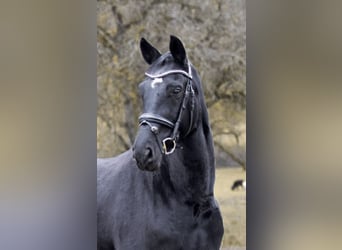 Cheval de sport allemand, Jument, 7 Ans, 169 cm, Noir