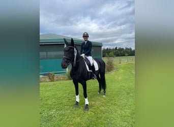 Cheval de sport allemand, Jument, 7 Ans, 169 cm, Noir
