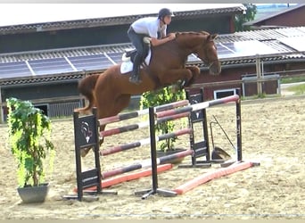 Cheval de sport allemand, Jument, 7 Ans, 170 cm, Alezan