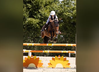 Cheval de sport allemand, Jument, 7 Ans, 170 cm, Bai