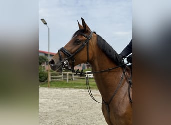 Cheval de sport allemand, Jument, 7 Ans, 171 cm, Bai
