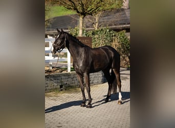 Cheval de sport allemand, Jument, 7 Ans, 171 cm, Noir
