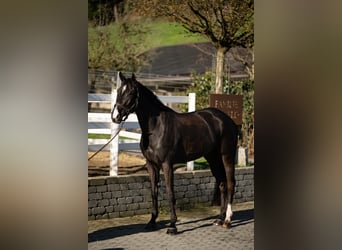Cheval de sport allemand, Jument, 7 Ans, 171 cm, Noir