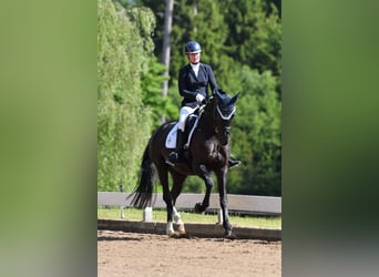 Cheval de sport allemand, Jument, 7 Ans, 172 cm, Noir