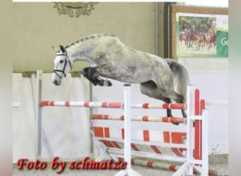 Cheval de sport allemand, Jument, 7 Ans, 173 cm, Gris