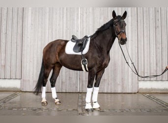 Cheval de sport allemand, Jument, 7 Ans, 177 cm, Bai brun