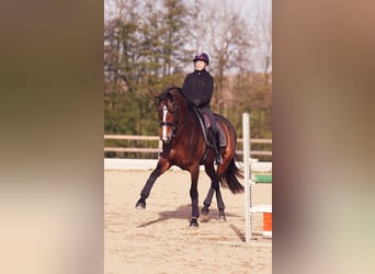 Cheval de sport allemand, Jument, 7 Ans, 178 cm, Bai