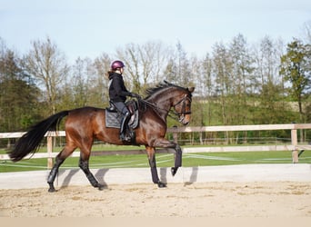 Cheval de sport allemand, Jument, 7 Ans, 178 cm, Bai