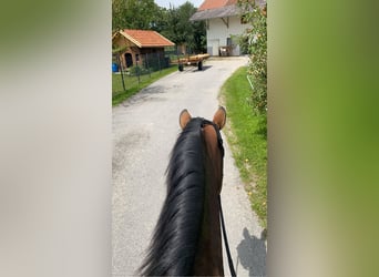 Cheval de sport allemand, Jument, 7 Ans, 178 cm, Bai