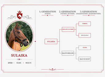 Cheval de sport allemand, Jument, 7 Ans, Bai
