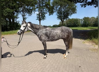 Cheval de sport allemand Croisé, Jument, 8 Ans, 147 cm, Gris