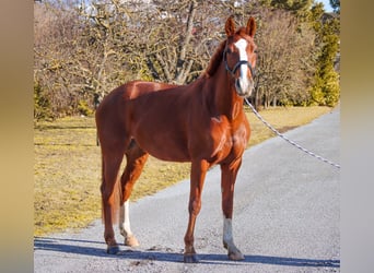 Cheval de sport allemand, Jument, 8 Ans, 165 cm, Alezan