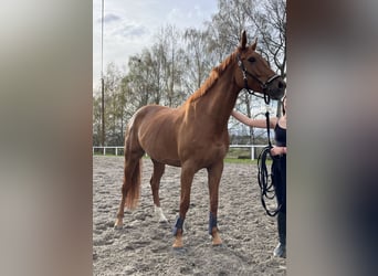 Cheval de sport allemand, Jument, 8 Ans, 165 cm, Alezan