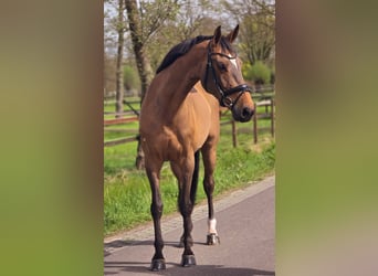 Cheval de sport allemand, Jument, 8 Ans, 165 cm, Bai