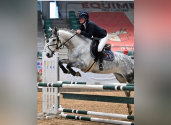 Cheval de sport allemand, Jument, 8 Ans, 166 cm, Gris pommelé