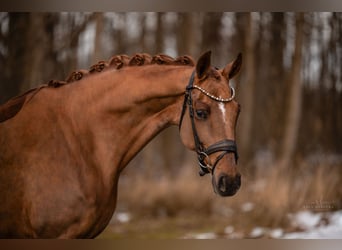 Cheval de sport allemand, Jument, 8 Ans, 167 cm, Alezan brûlé