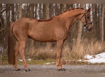 Cheval de sport allemand, Jument, 8 Ans, 167 cm, Alezan brûlé