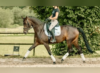 Cheval de sport allemand, Jument, 8 Ans, 167 cm, Bai brun