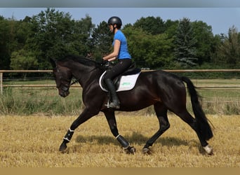 Cheval de sport allemand, Jument, 8 Ans, 167 cm, Bai brun foncé