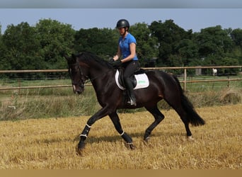 Cheval de sport allemand, Jument, 8 Ans, 167 cm, Bai brun foncé