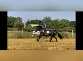 Cheval de sport allemand, Jument, 8 Ans, 167 cm, Bai brun foncé