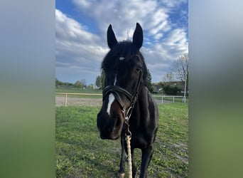 Cheval de sport allemand, Jument, 8 Ans, 167 cm, Bai brun foncé