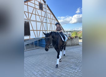 Cheval de sport allemand, Jument, 8 Ans, 167 cm, Bai
