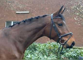 Cheval de sport allemand, Jument, 8 Ans, 167 cm, Bai