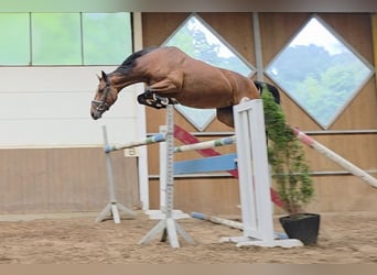 Cheval de sport allemand, Jument, 8 Ans, 167 cm, Bai