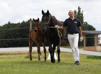 Cheval de sport allemand, Jument, 8 Ans, 167 cm, Noir