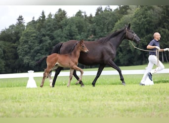 Cheval de sport allemand, Jument, 8 Ans, 167 cm, Noir