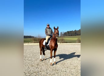 Cheval de sport allemand, Jument, 8 Ans, 168 cm, Alezan brûlé