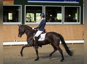 Cheval de sport allemand, Jument, 8 Ans, 168 cm, Bai brun foncé