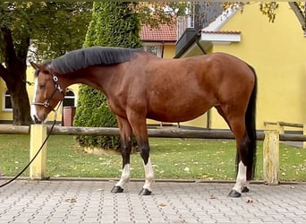 Cheval de sport allemand, Jument, 8 Ans, 168 cm, Bai