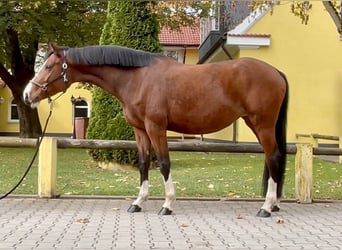 Cheval de sport allemand, Jument, 8 Ans, 168 cm, Bai