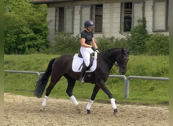 Cheval de sport allemand, Jument, 8 Ans, 168 cm, Noir