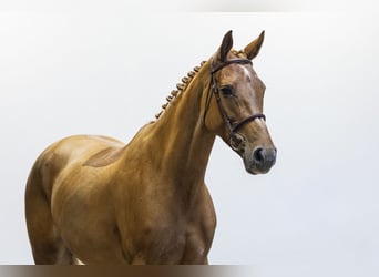 Cheval de sport allemand, Jument, 8 Ans, 169 cm, Alezan