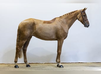 Cheval de sport allemand, Jument, 8 Ans, 169 cm, Alezan