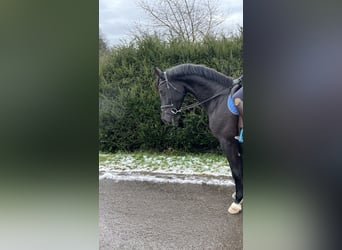 Cheval de sport allemand, Jument, 8 Ans, 170 cm, Noir