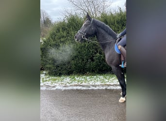 Cheval de sport allemand, Jument, 8 Ans, 170 cm, Noir