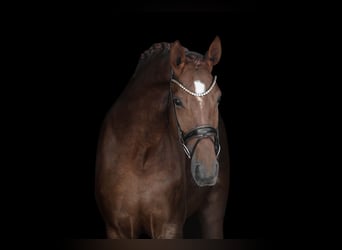 Cheval de sport allemand, Jument, 8 Ans, 171 cm, Alezan brûlé