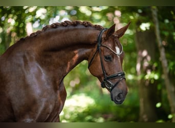 Cheval de sport allemand, Jument, 8 Ans, 171 cm, Alezan brûlé