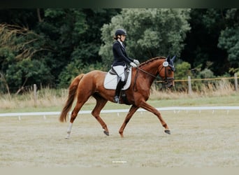 Cheval de sport allemand, Jument, 8 Ans, 171 cm, Alezan