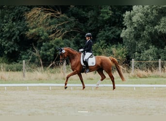 Cheval de sport allemand, Jument, 8 Ans, 171 cm, Alezan