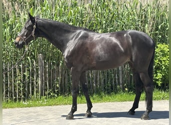 Cheval de sport allemand, Jument, 8 Ans, 172 cm, Bai brun