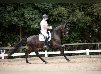 Cheval de sport allemand, Jument, 8 Ans, 172 cm, Bai brun foncé