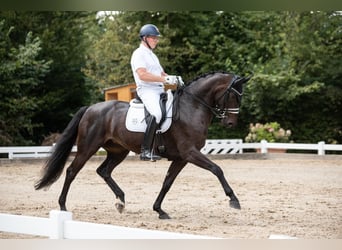 Cheval de sport allemand, Jument, 8 Ans, 172 cm, Bai brun foncé