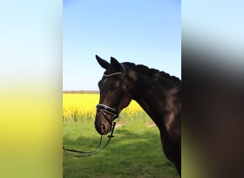 Cheval de sport allemand, Jument, 8 Ans, 172 cm, Noir